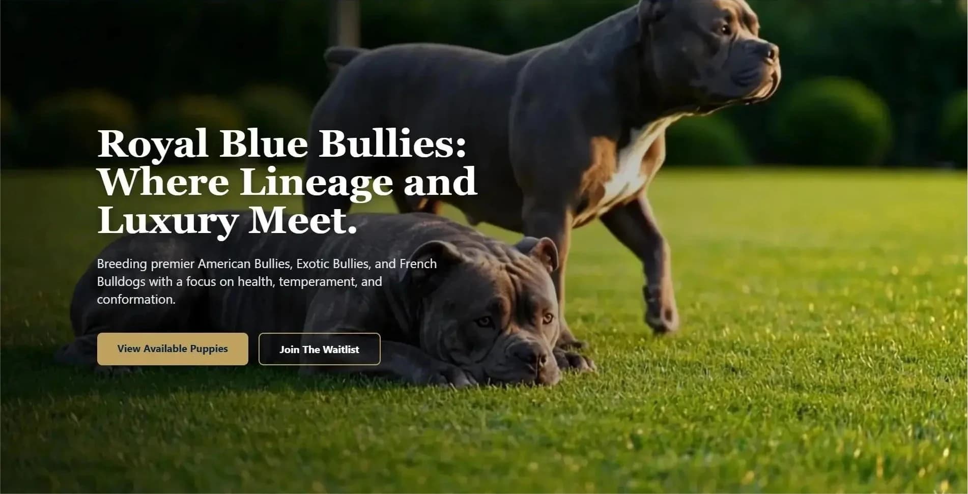 Case Study: How We Engineered a 72-Hour Sell-Out for Royal Blue Bullies