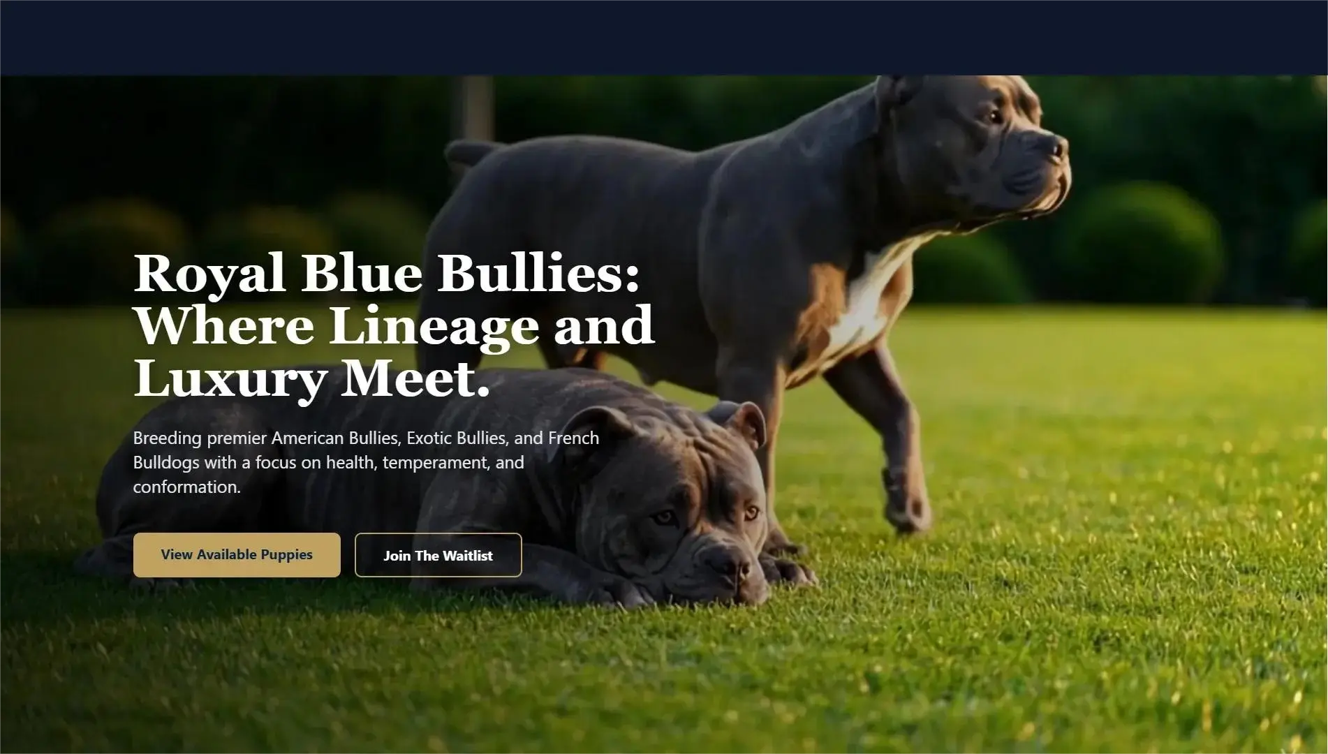 Digital representation of the Michael Riley (Royal Blue Bullies, LLC) high-performance website interface